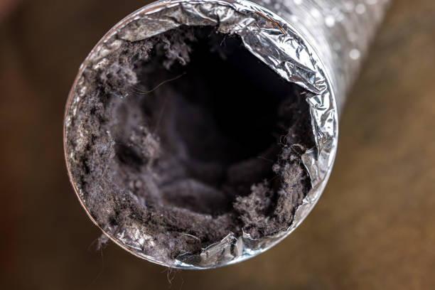 Best Air Duct Mold Removal  in Kingsville, TX
